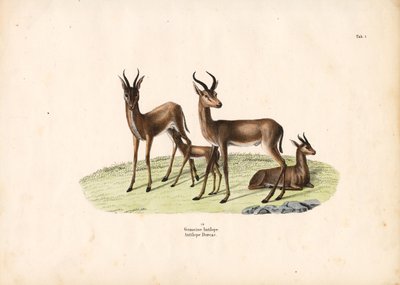 Common Gazelle in Family Group by Conrad Kull