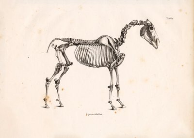 Horse Skeleton by Conrad Kull