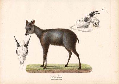 Impala with Skull Representations by Conrad Kull