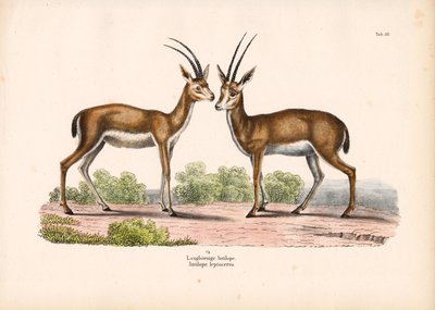 Long-horned Antelope in Savanna Landscape by Conrad Kull