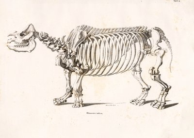 Skeleton of the Indian Rhinoceros by Conrad Kull