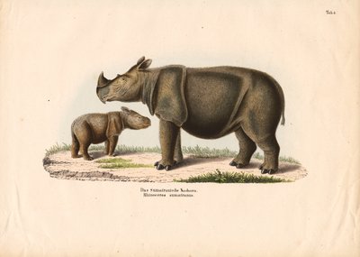 Sumatran Rhinoceros with Calf by Conrad Kull