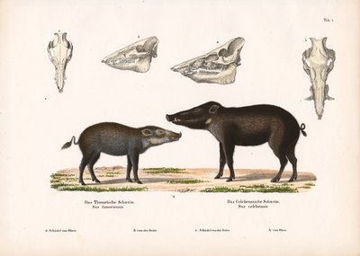 Timor Pig and Celebes Pig with Skull Views by Conrad Kull