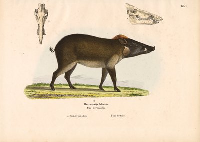 Warthog by Conrad Kull