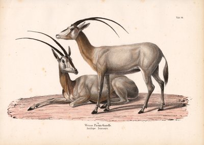 White Oryx by Conrad Kull