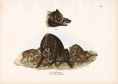 Wild Boar with Piglets by Conrad Kull