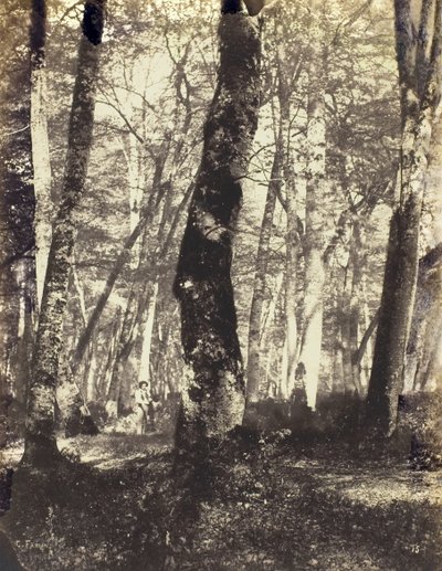 Study in the Barbizon Forest by Constant Alexandre Famin