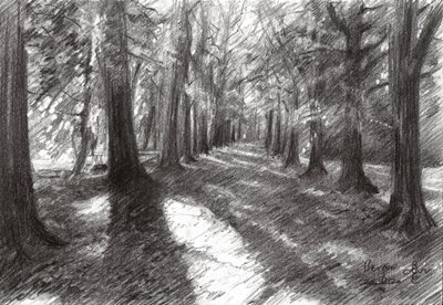 Sunlit Woodland Path by Corné Akkers