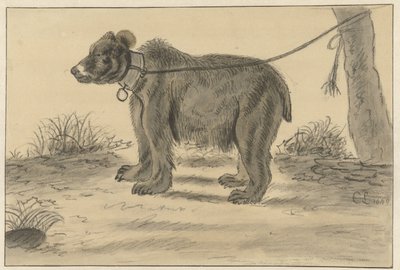 Bear Tied to a Tree by Cornelis Saftleven