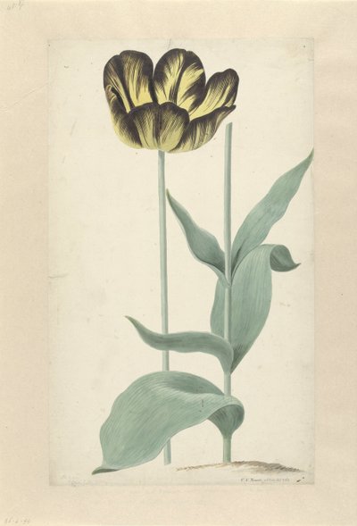 The Tulip Bizard Catafalque by Cornelis van Noorde