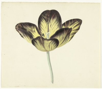 Tulip Named Bizard Egiptienne by Cornelis van Noorde