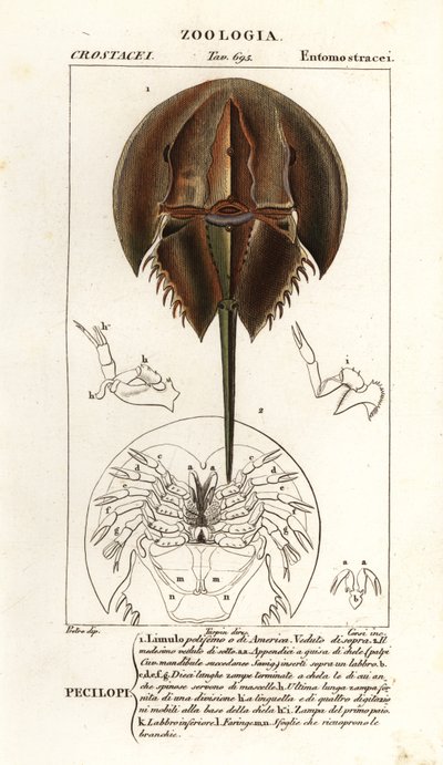 Atlantic horseshoe crab, Limulus polyphemus by Corsi Corsi