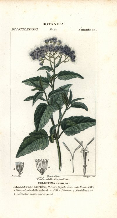 Butterfly Mist, Ageratum corymbosum by Corsi Corsi
