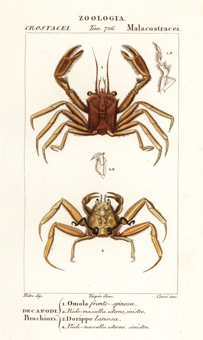 Carrier Crab and Dorripd Crab by Corsi Corsi
