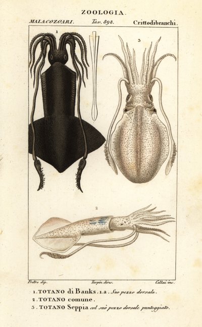 Clubhook squid, European squid and cuttlefish by Corsi Corsi