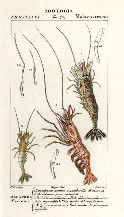Common Shrimp, Crangon crangon 1, Pink Shrimp, Pandalus montagui 2, and Aegaeon cataphractus 3 by Corsi Corsi