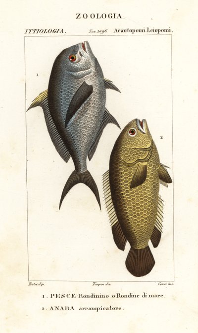 Damselfish and climbing perch by Corsi Corsi