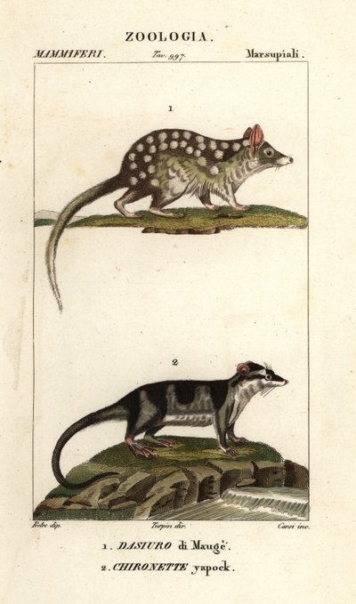 Eastern quoll and water opossum by Corsi Corsi