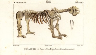 Fossil skeleton of the giant ground sloth by Corsi Corsi