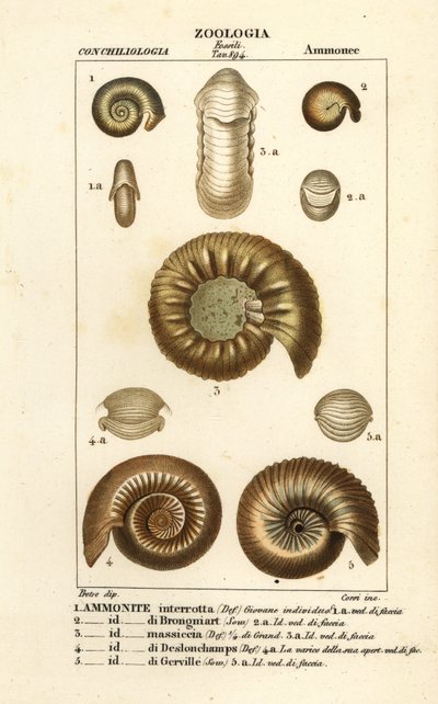 Fossils of extinct ammonite species by Corsi Corsi
