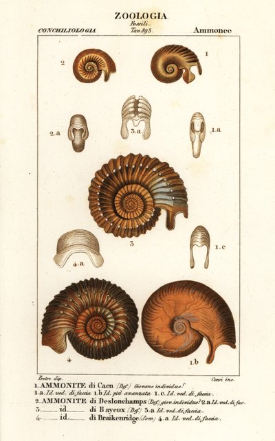 Fossils of extinct ammonite species by Corsi Corsi