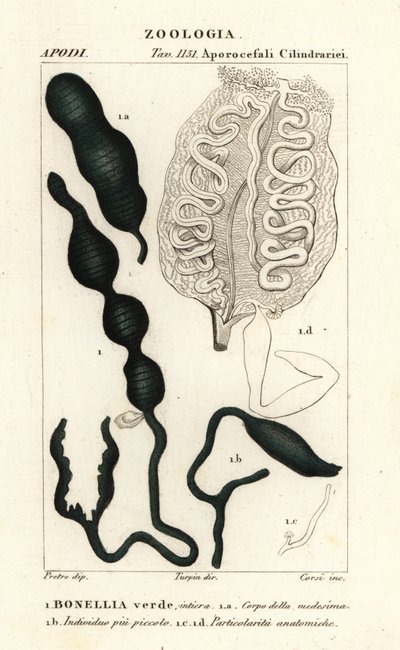 Green spoonworm by Corsi Corsi