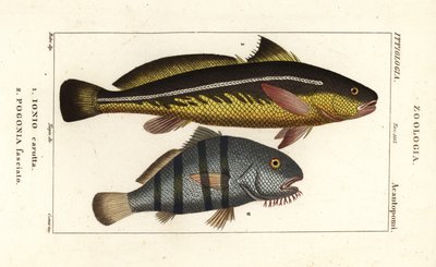 Karut croaker and black drum by Corsi Corsi