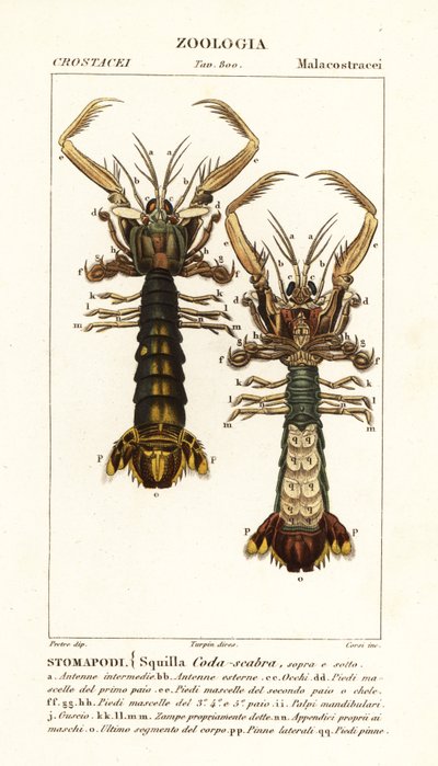 Mantis Shrimp, Lysiosquilla Scabricauda by Corsi Corsi