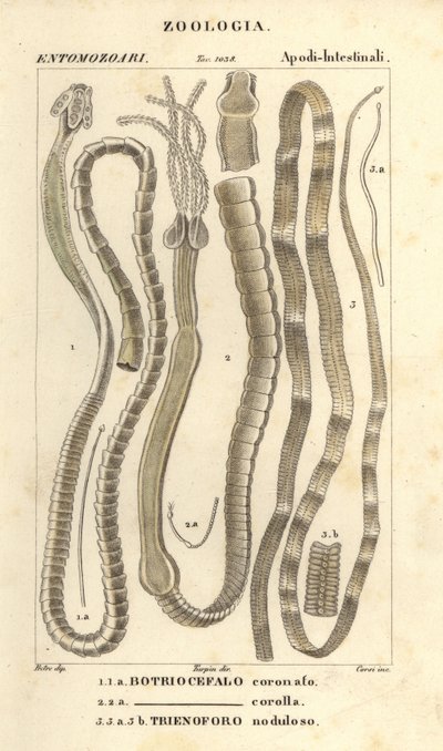 Parasitic worms and tapeworms, Bothriocephalus coronatus, Bothriocephalus corolla, and pike tapeworm, Triaenophorus nodulosus by Corsi Corsi