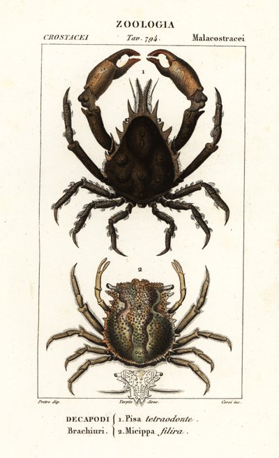 Pisa Tetraodon and Micippa Philyra by Corsi Corsi