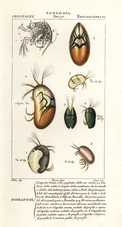 Species of Ostracods by Corsi Corsi