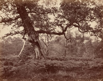 Tree Study, c. 1870 by Cox & Son