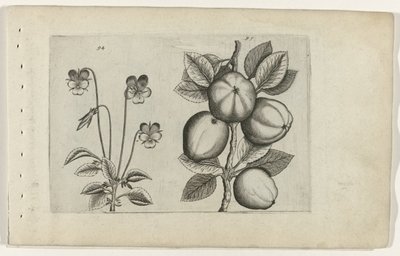 Tricolor Violet and Apple (Cognoscite lilia series) by Crispijn van de Passe (I) (attributed to)