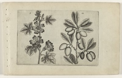 Great Mallow and Olive Tree (Cognoscite lilia) by Crispijn van de Passe (I) (attributed to)