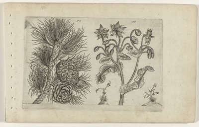 Pine Grove and Borage (Cognoscite lilia series) by Crispijn van de Passe (I) (attributed to)