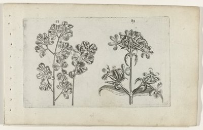 Wall Fern and Soapwort by Crispijn van de Passe (I) (attributed to)