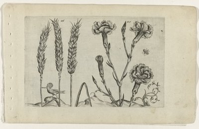 Wheat and Carnation by Crispijn van de Passe (I) (attributed to)