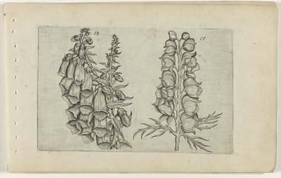 Foxglove and Blue Monkshood by Crispijn van de Passe (I) (attributed to)