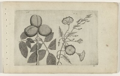 Walnut Tree and Bindweed (Cognoscite lilia) by Crispijn van de Passe (I) (attributed to)