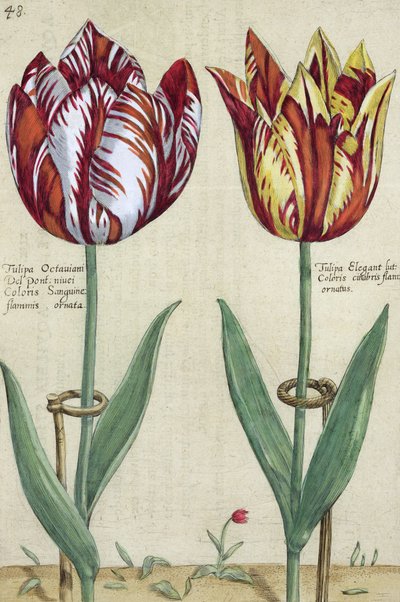 Tulipa Octaviani del pont, and Tulipa Elegant, from 