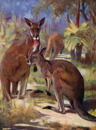 At the Zoo: Kangaroos by Cuthbert Edmund Swan
