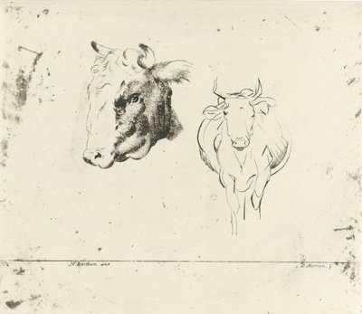 Study Sheet with a Cow