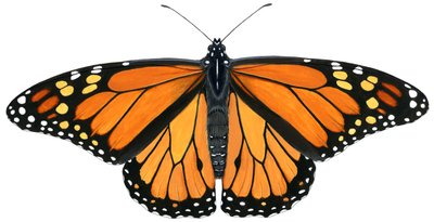 Monarch butterfly by Damstra Emily