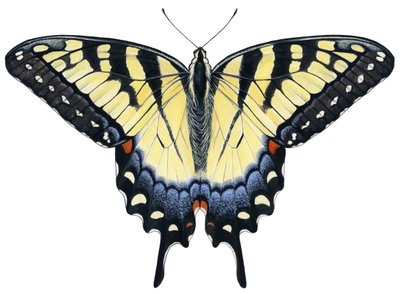 Tiger Swallowtail Butterfly by Damstra Emily
