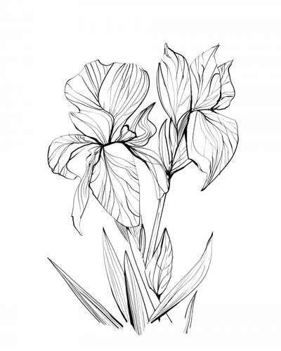 Irises by Dan Hobday