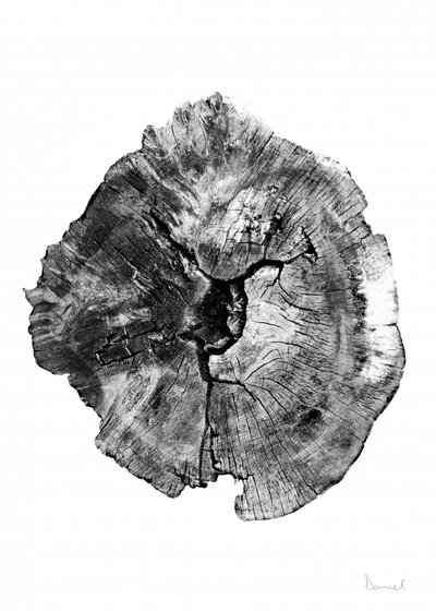 Oak Log by Dan Hobday
