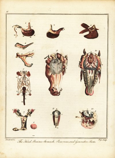 Anatomy of a horse by Daniel (after) Dodd