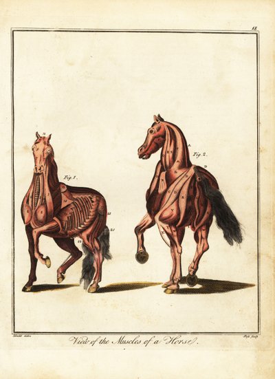 Musculature of a horse by Daniel (after) Dodd