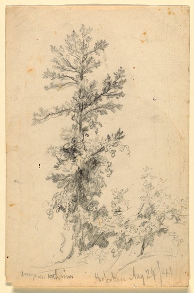 Evergreen with Vines, Hoboken by Daniel Huntington
