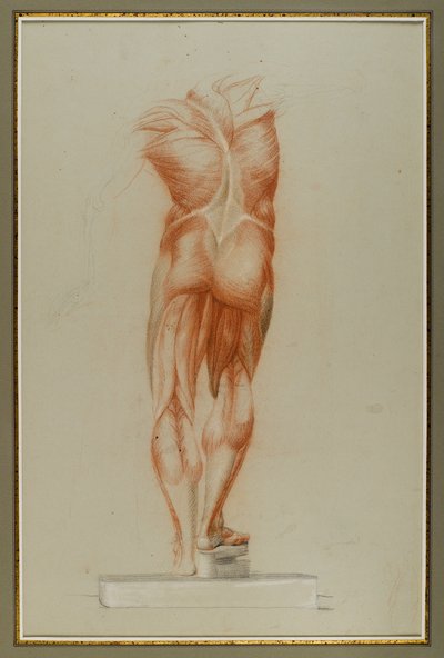 Écorché (Figure Study of Musculature), c.1848 by Daniel Huntington